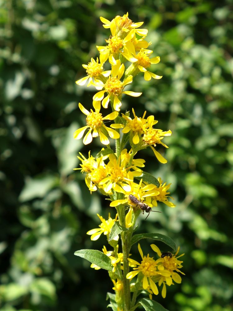 Blüte