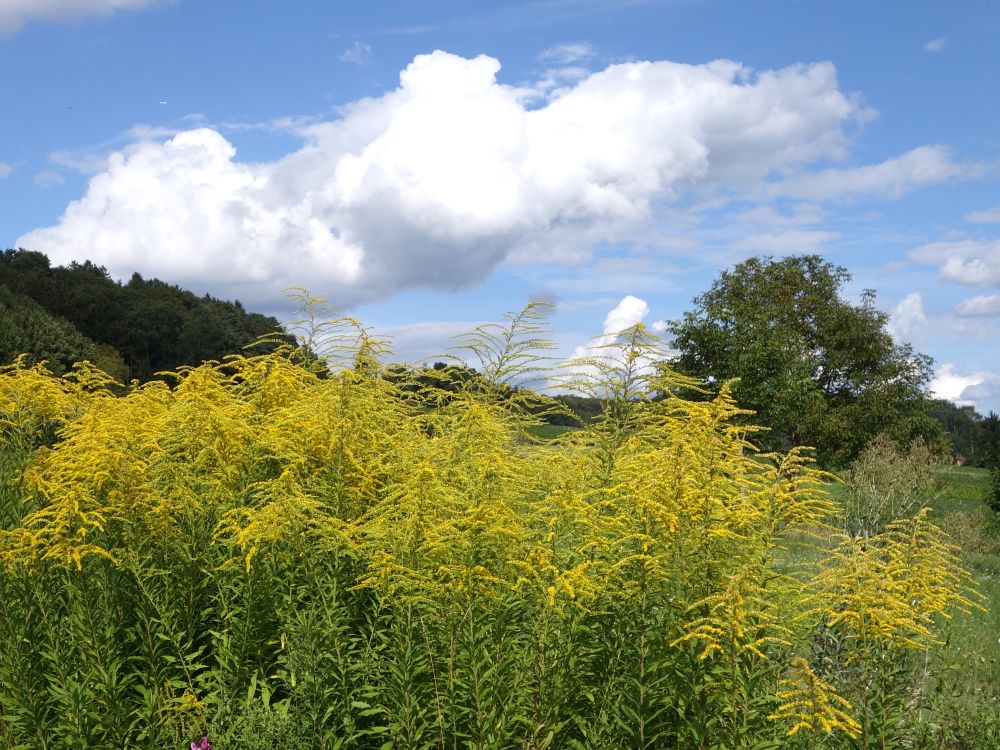 Blüten