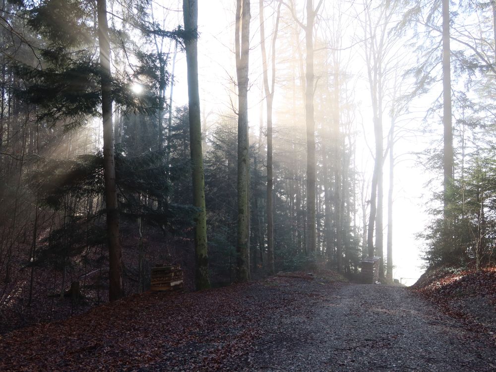 Wald am Ramsenstock