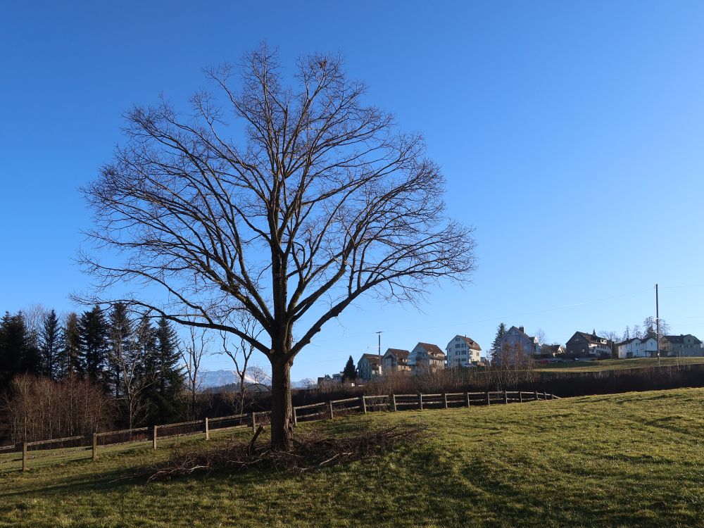 Säntis hintern kahlen Baum