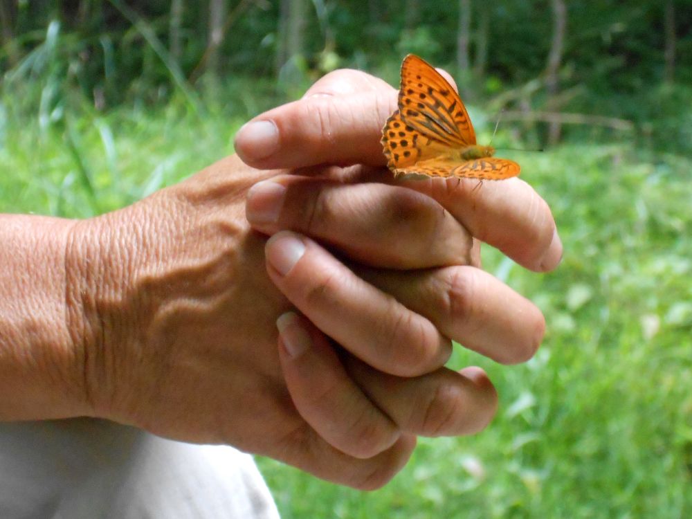 Schmetterling