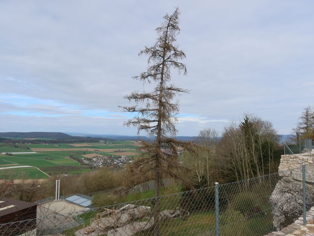 Lärche und Nidersteinmaur