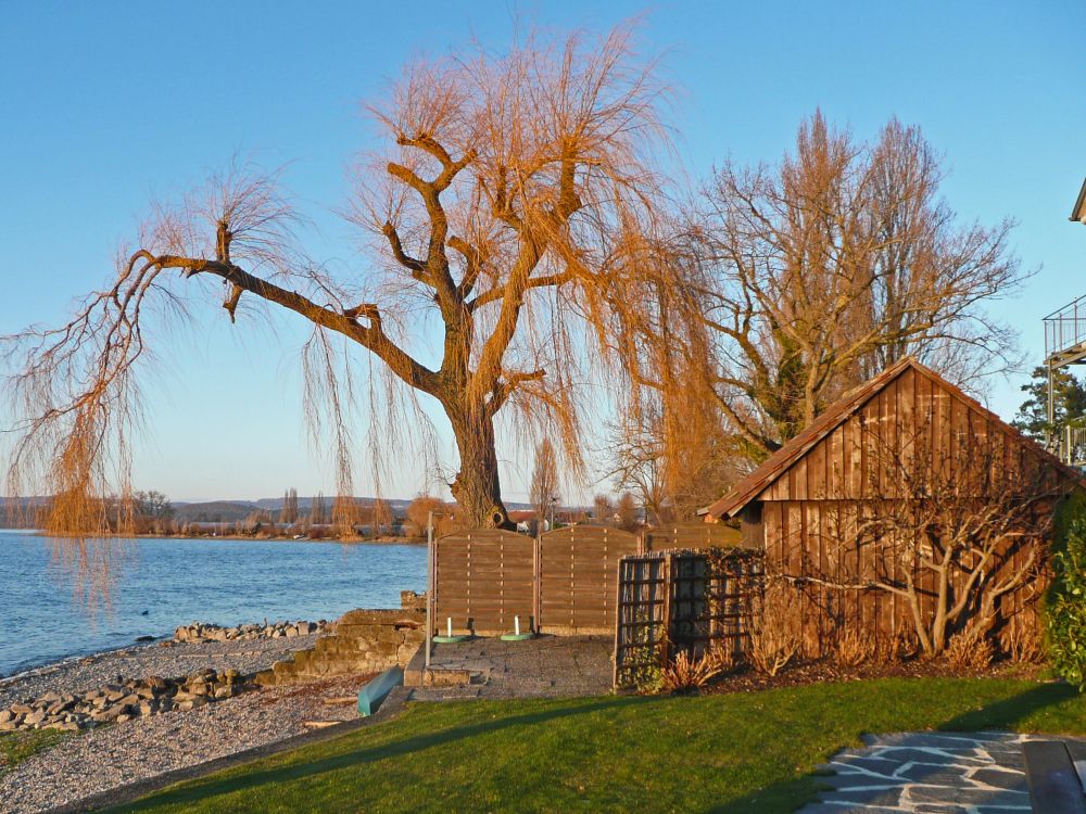 Trauerweide in der Abendsonne