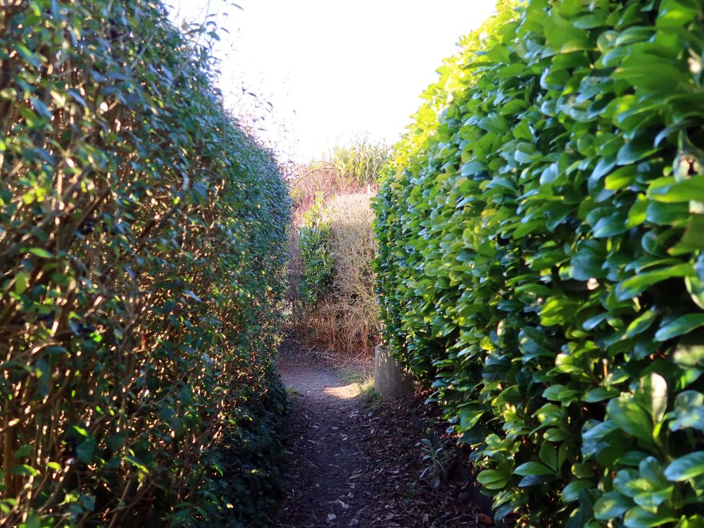 Uferweg zwischen Hecken