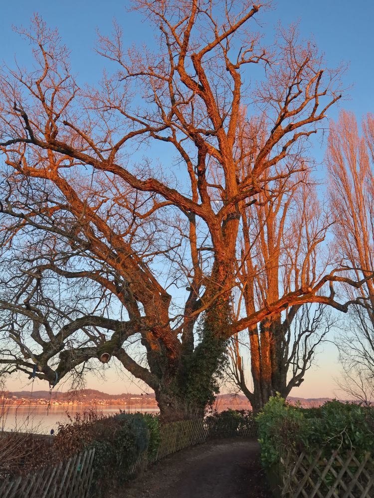 Baum in der Abendsonne