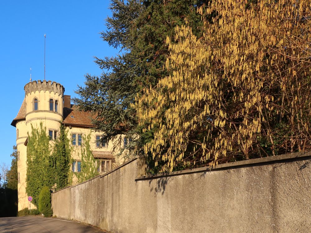 Schloss Königsegg