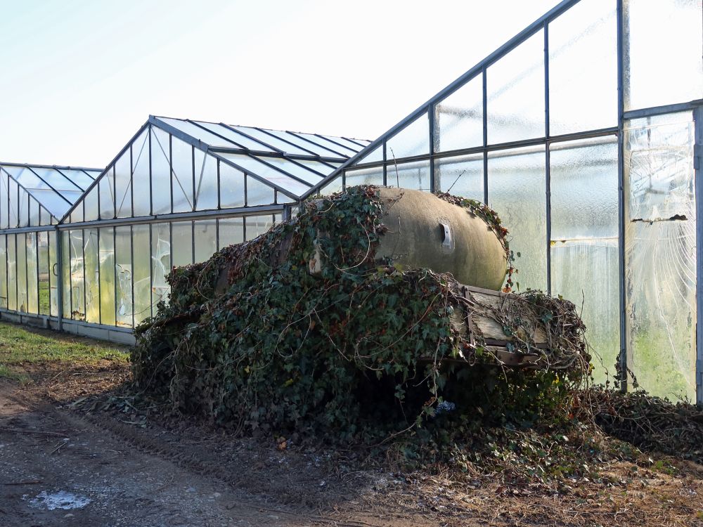 die Natur erobert zurück