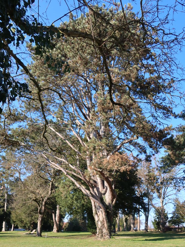 Baum im Park von Schloss Königsegg