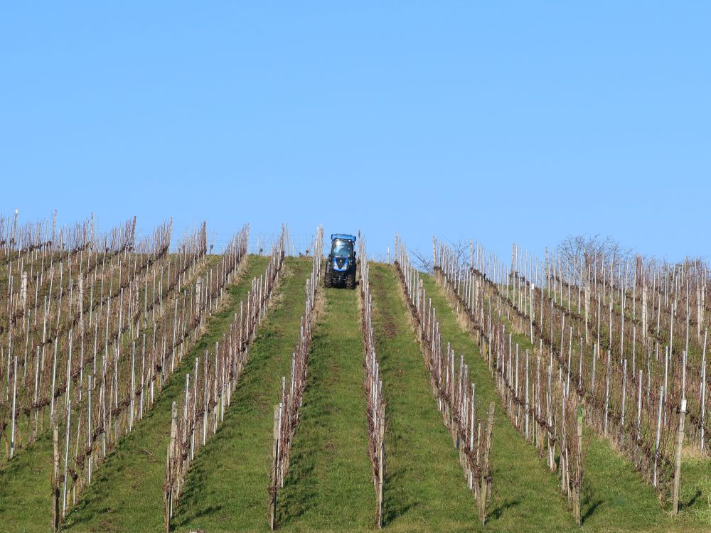 Arbeit im Weinberg