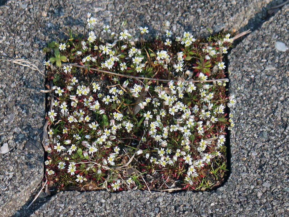 Blüten im Pflasterstein