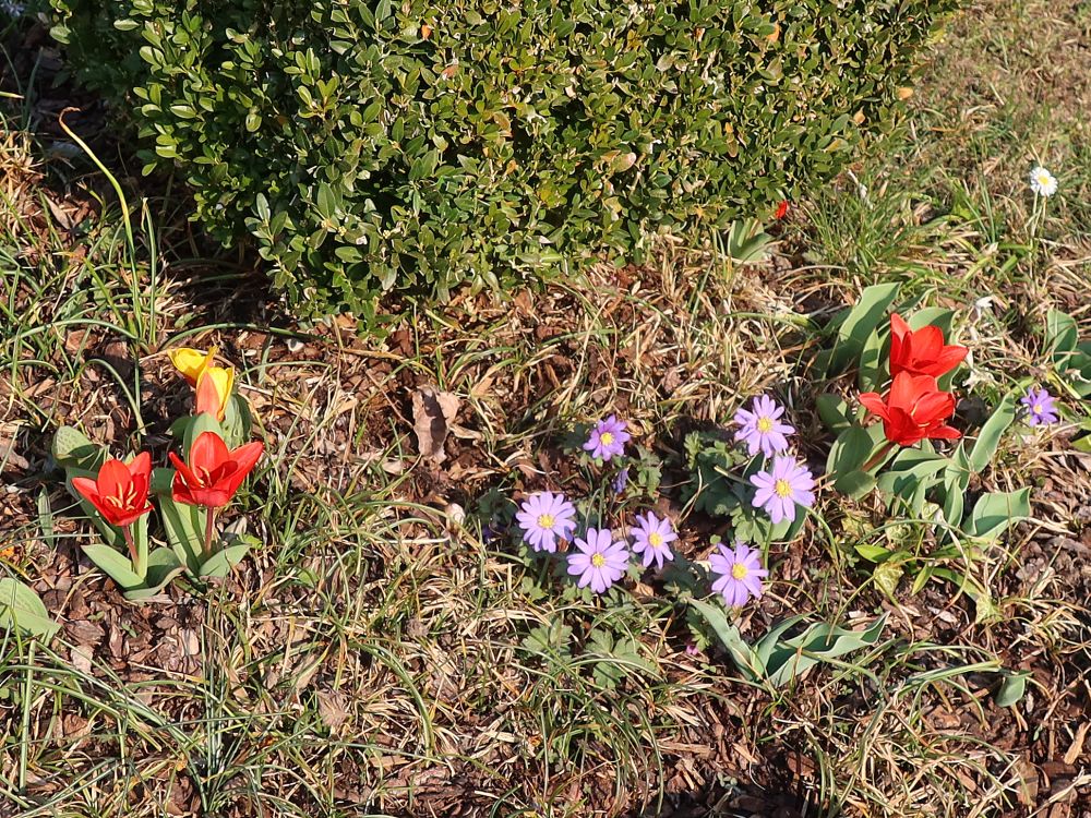 Gartenblumen