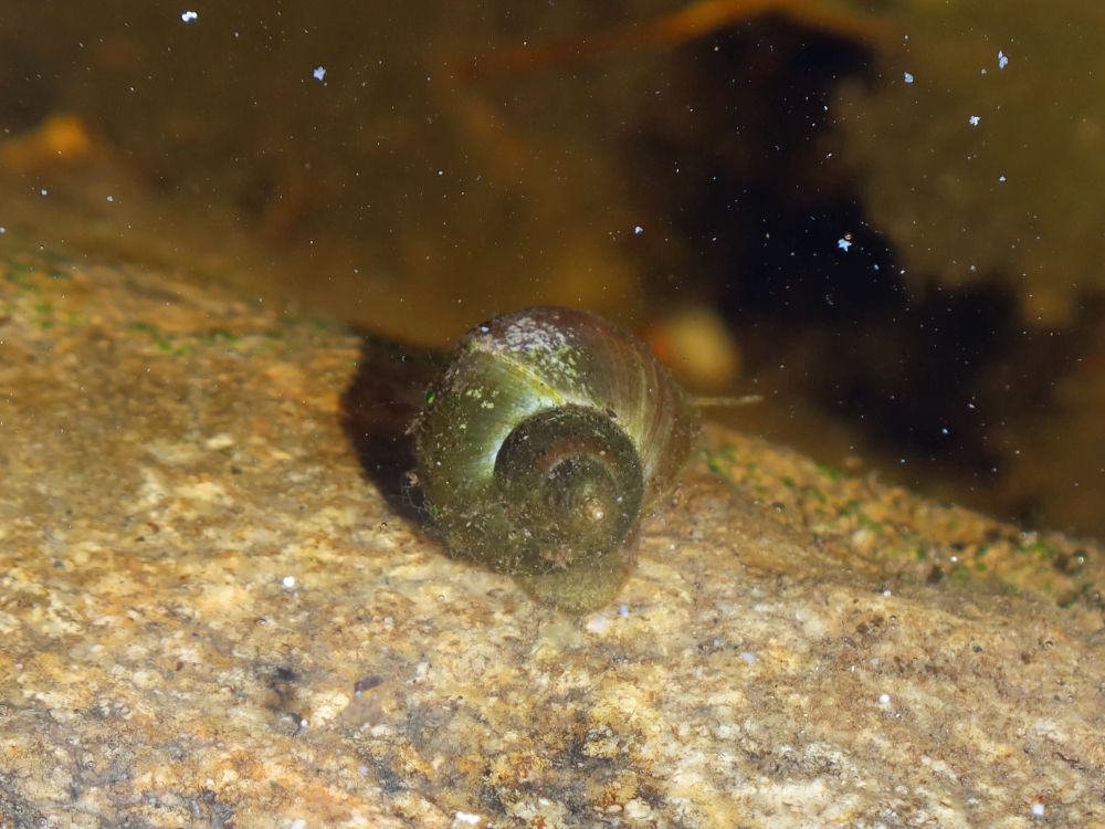 Schnecke im Wasser