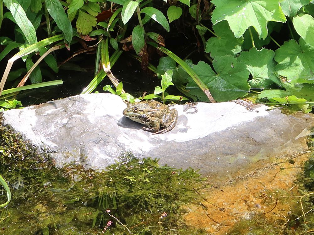 Frosch