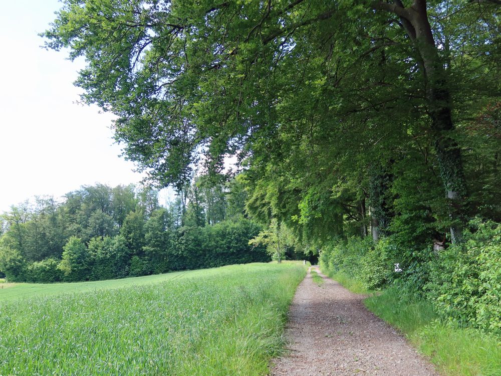 Weg am Waldrand