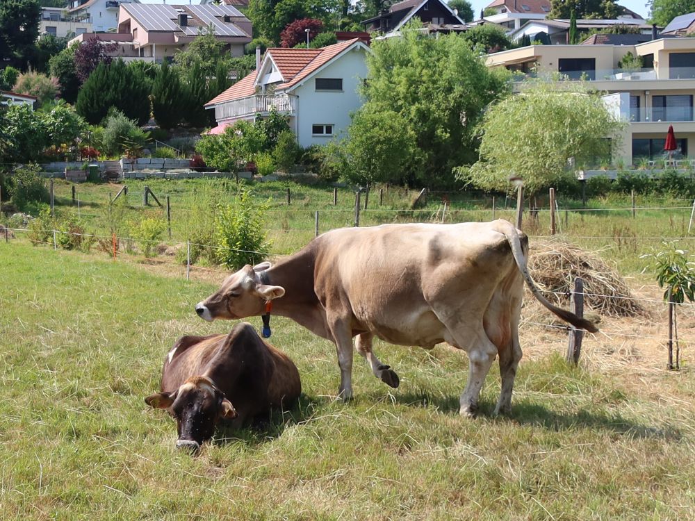 Kühe