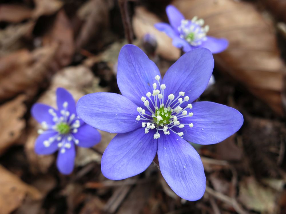 Leberblümchen