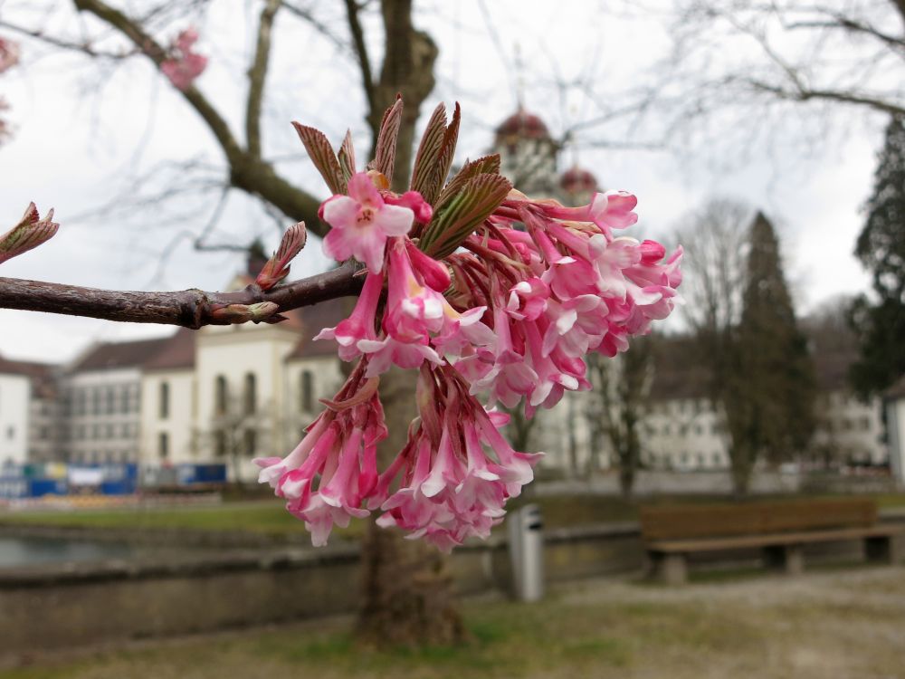 Frühlingsbote