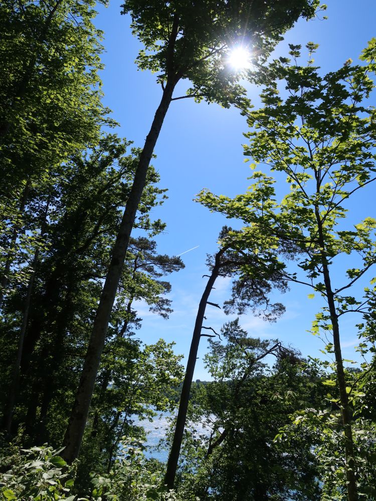 Sonnen im Baumwipfel