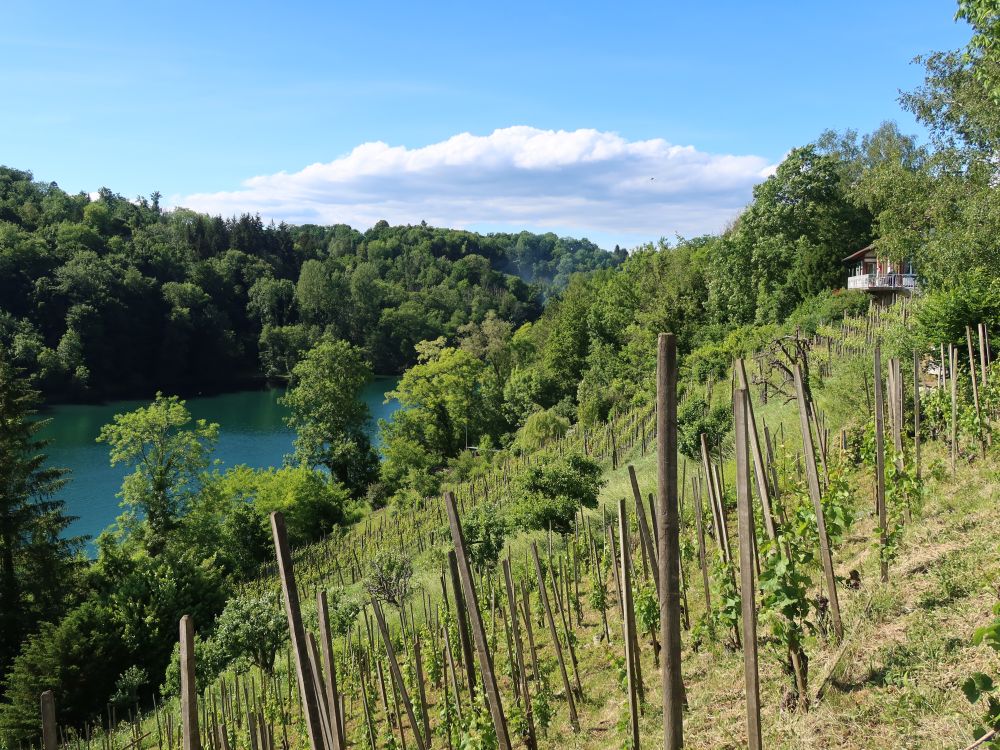 Weinberg am Rhein