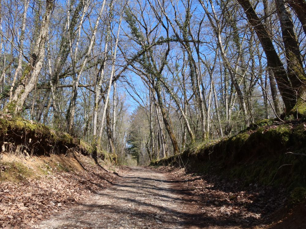 Waldweg in Schwaben