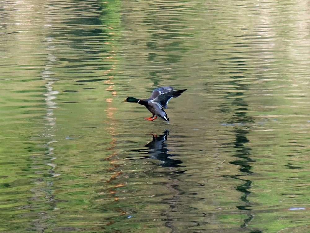 Ente im Landeanflug