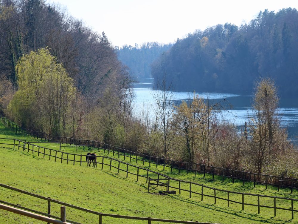 Pferdekoppel bei Rütiwis