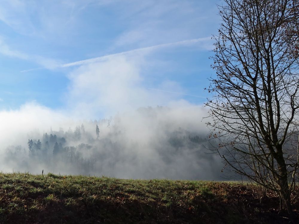 Morgennebel