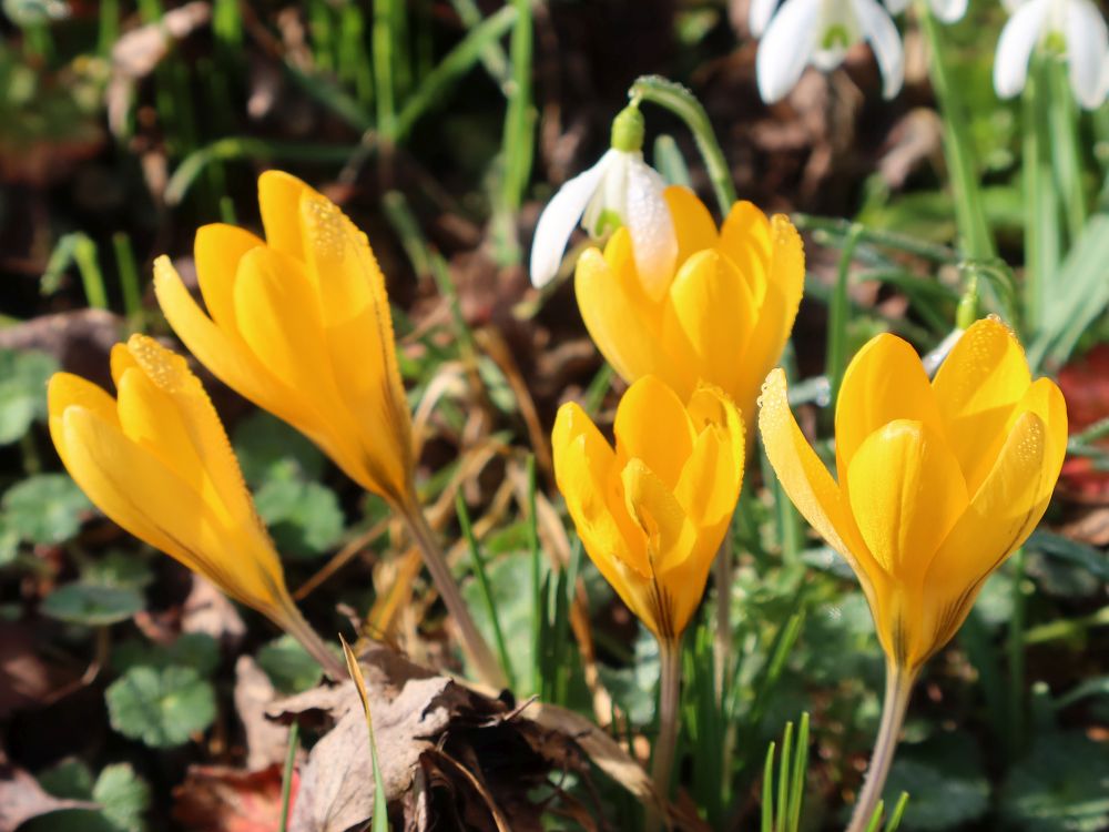 Gold-Krokus
