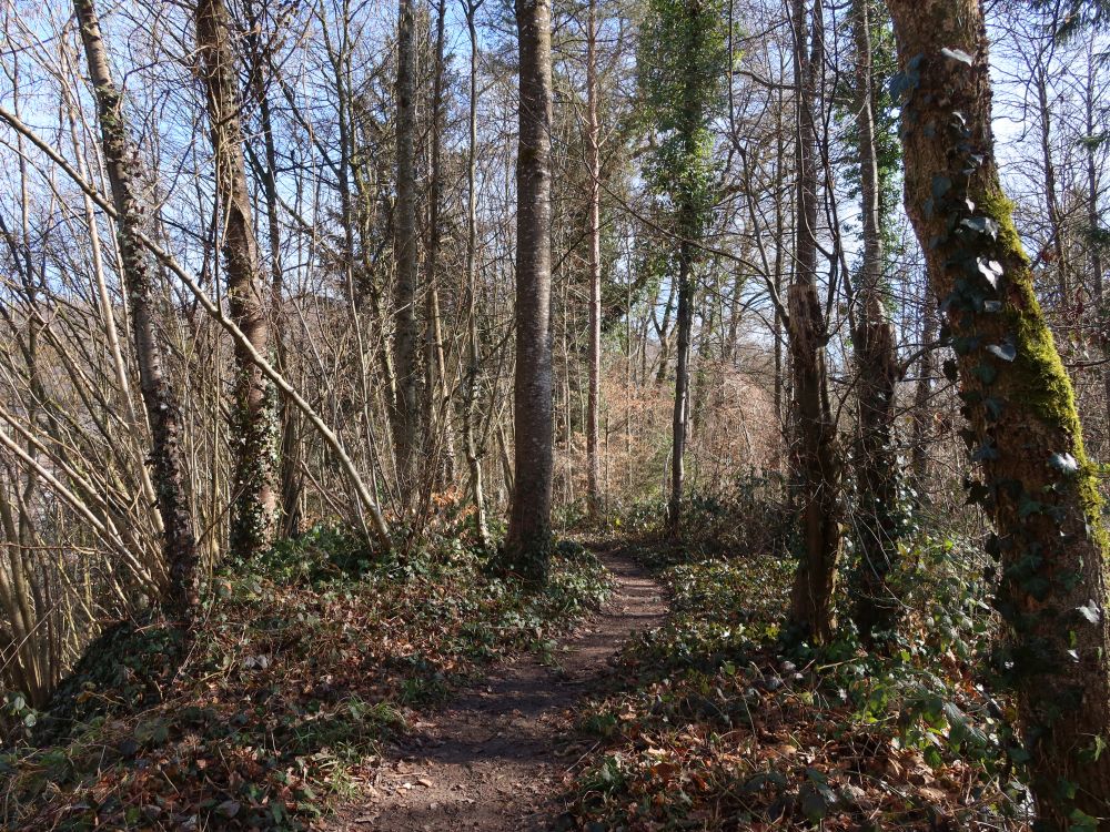 Waldpfad