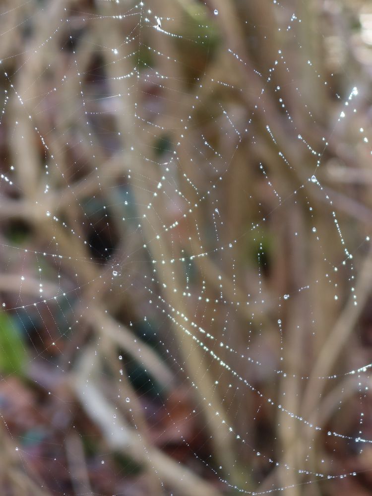 feuchtes Spinnenetz