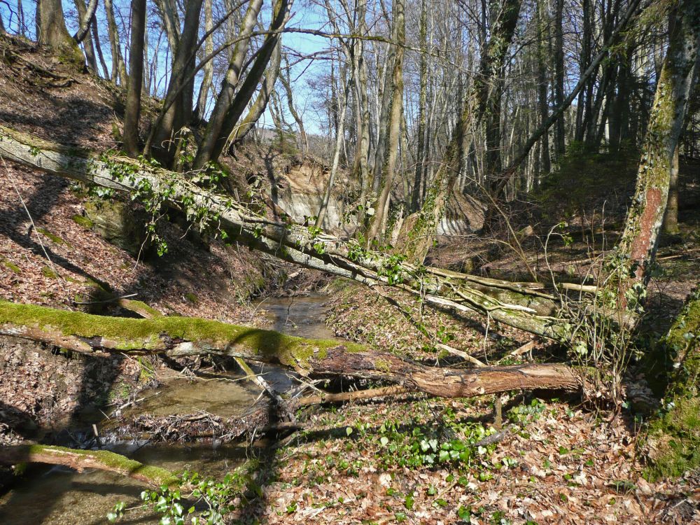 Urlandschaft in der Klingenbachschlucht