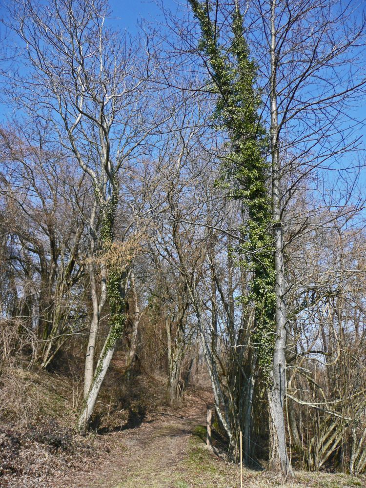 Pfad am Klattenhorner Bühl