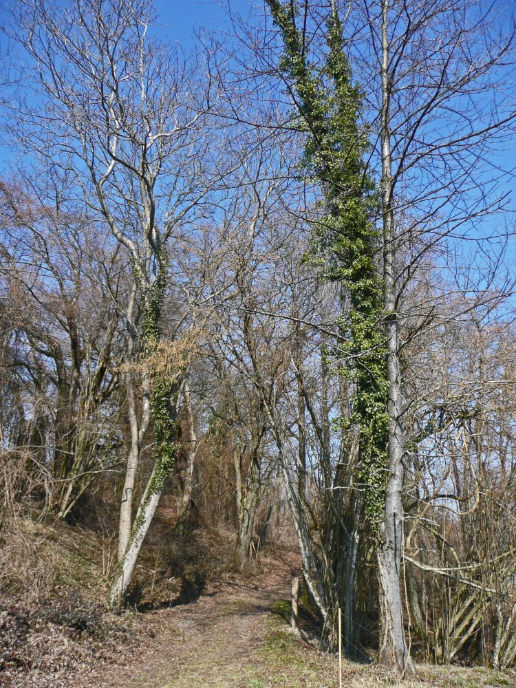 Pfad am Klattenhorner Bhl