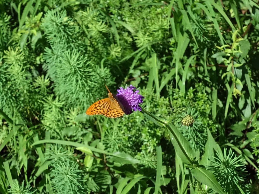 Schmetterling