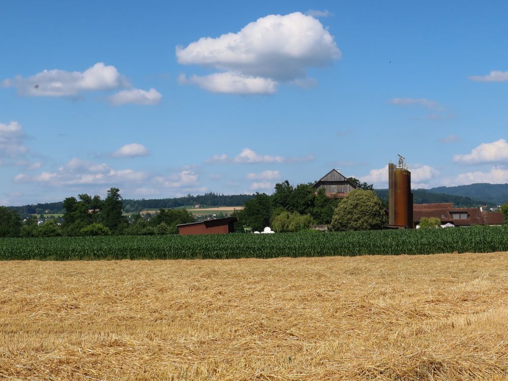 Bauenhof hinter Mais und Kornfeld