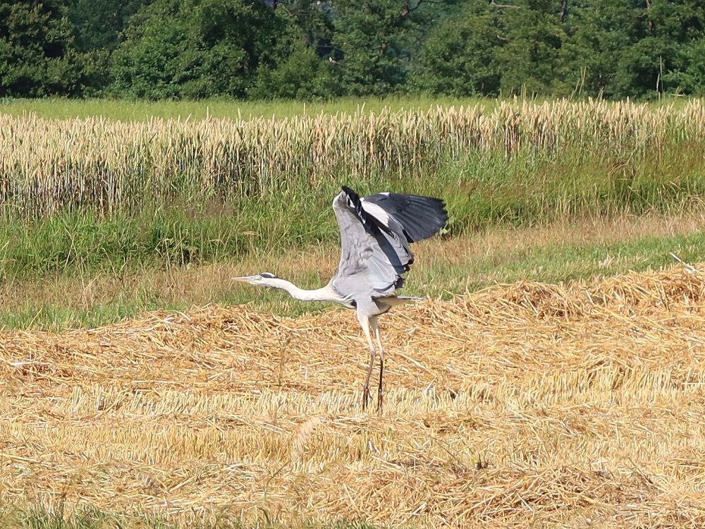 Reiher im Flug