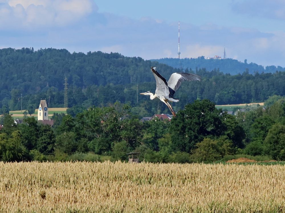 Reiher und Blick zum Uetliberg
