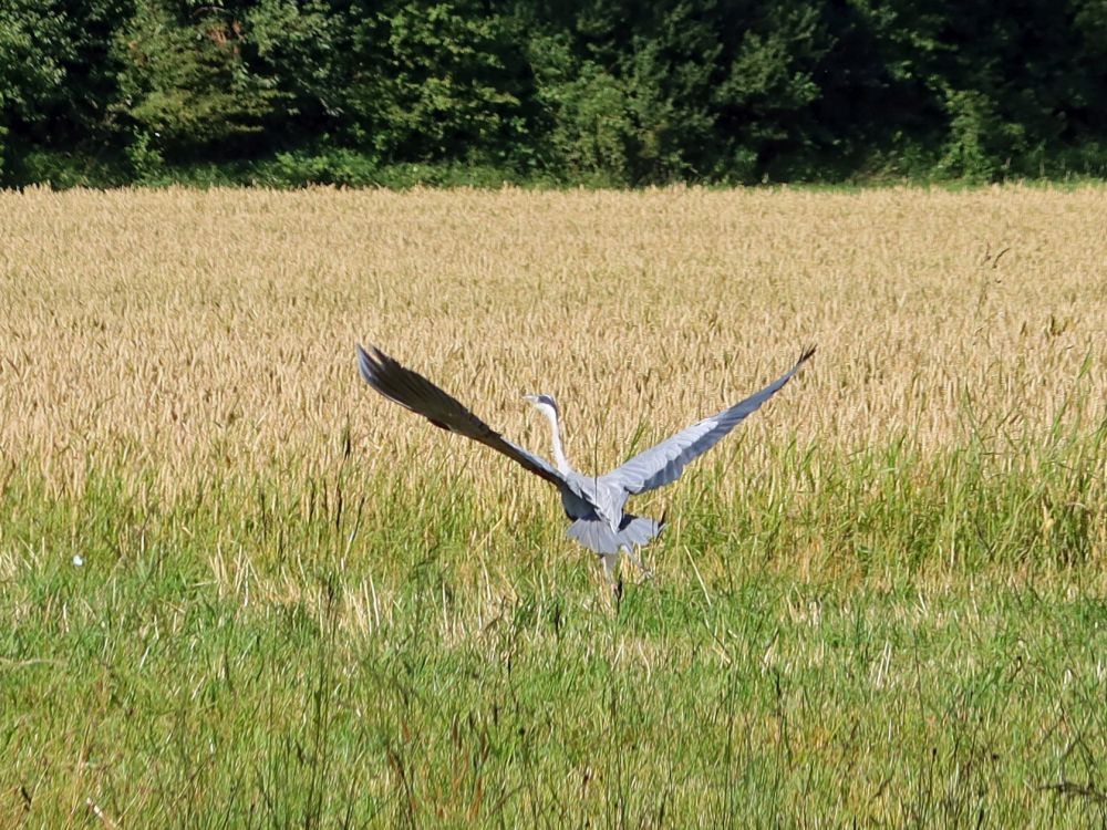 Reiher bei der Landung