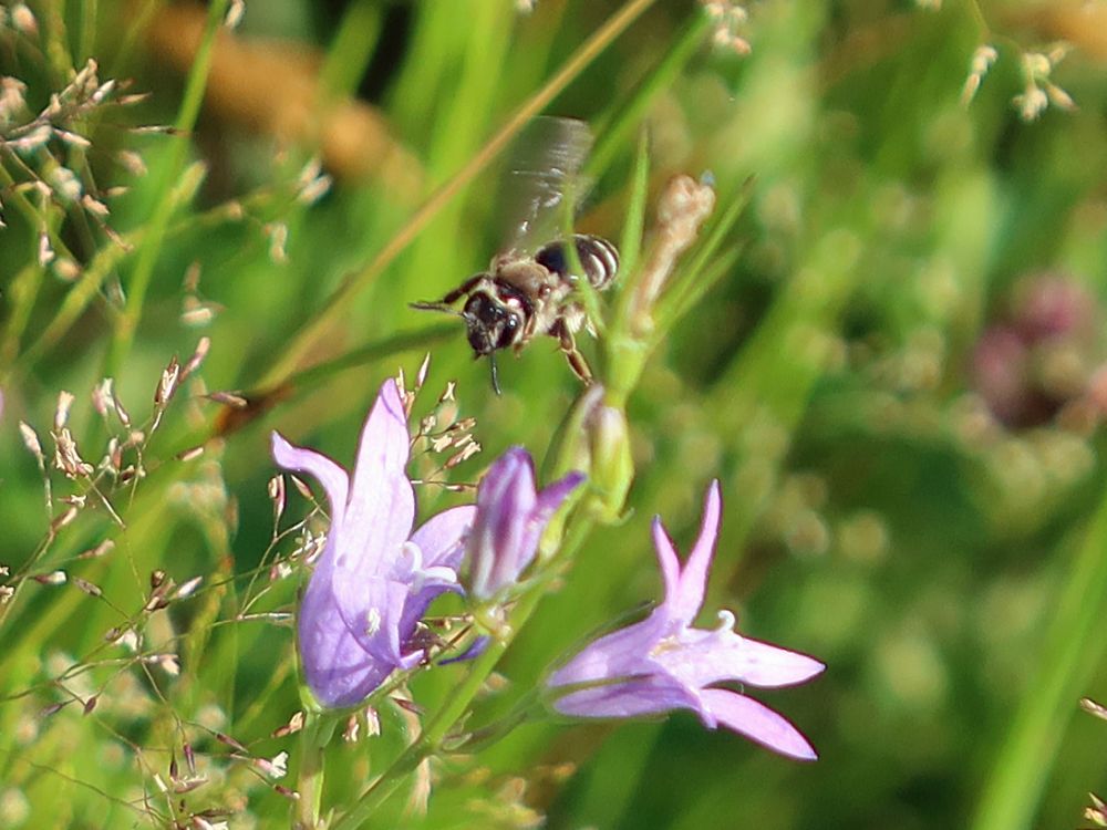 Biene im Anflug