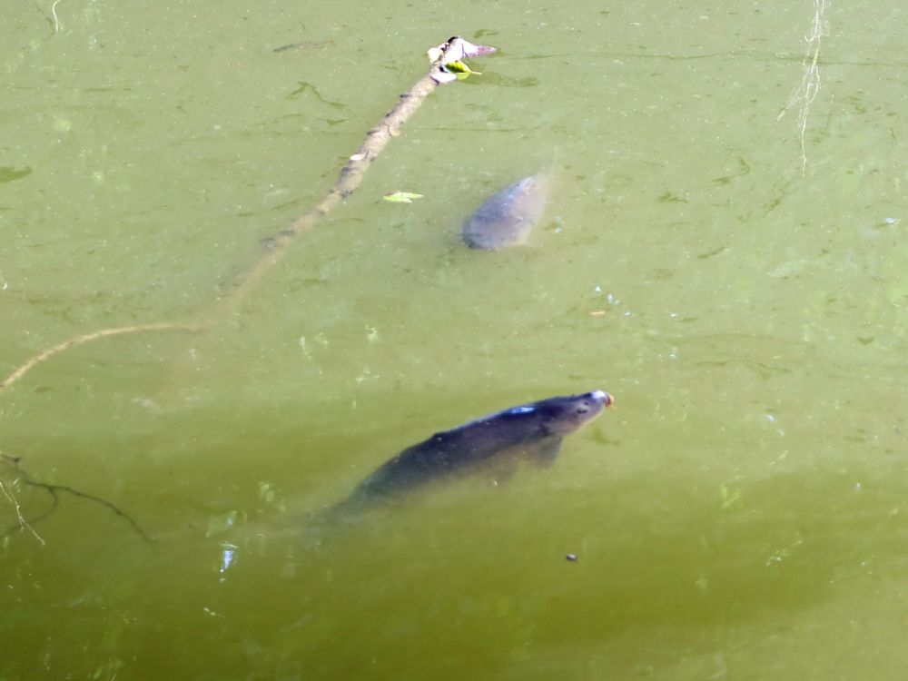 Fische im Privatteich
