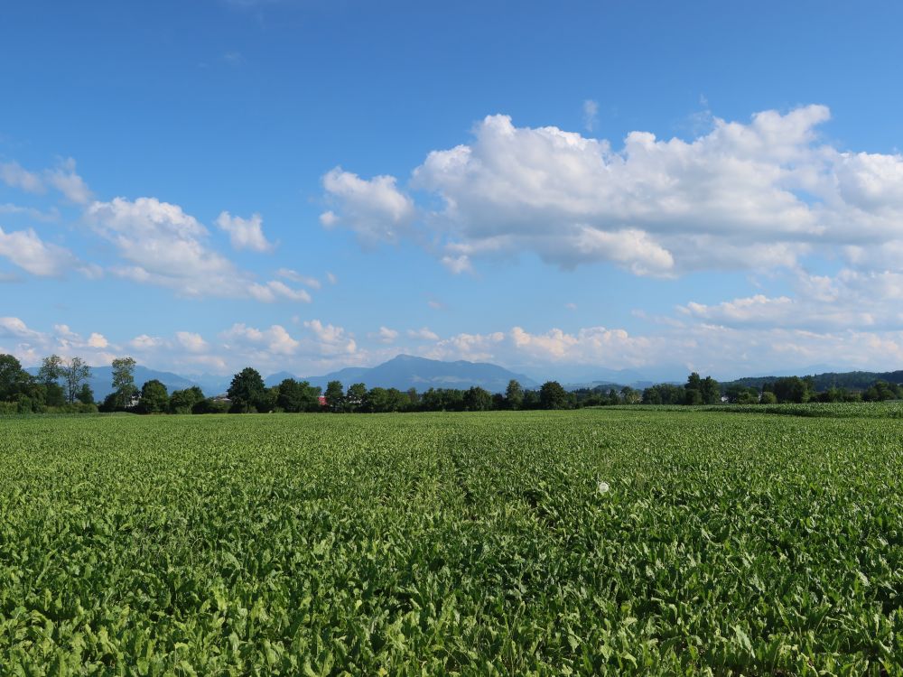 Blick Richtung Rigi