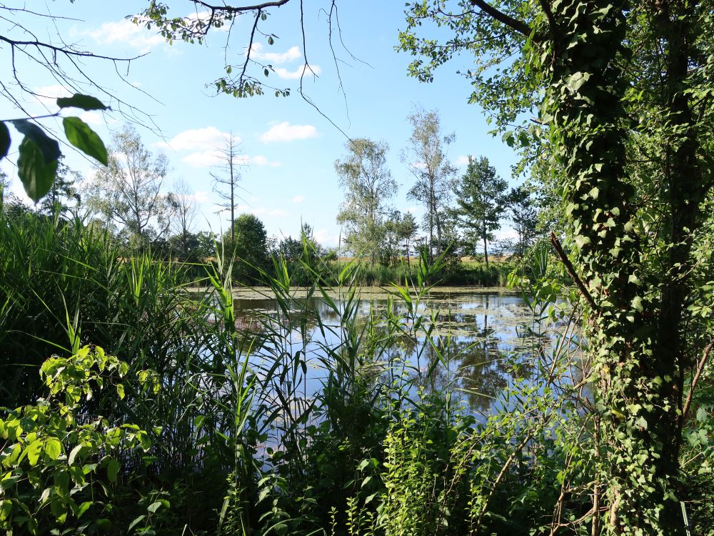 Rütiweiher