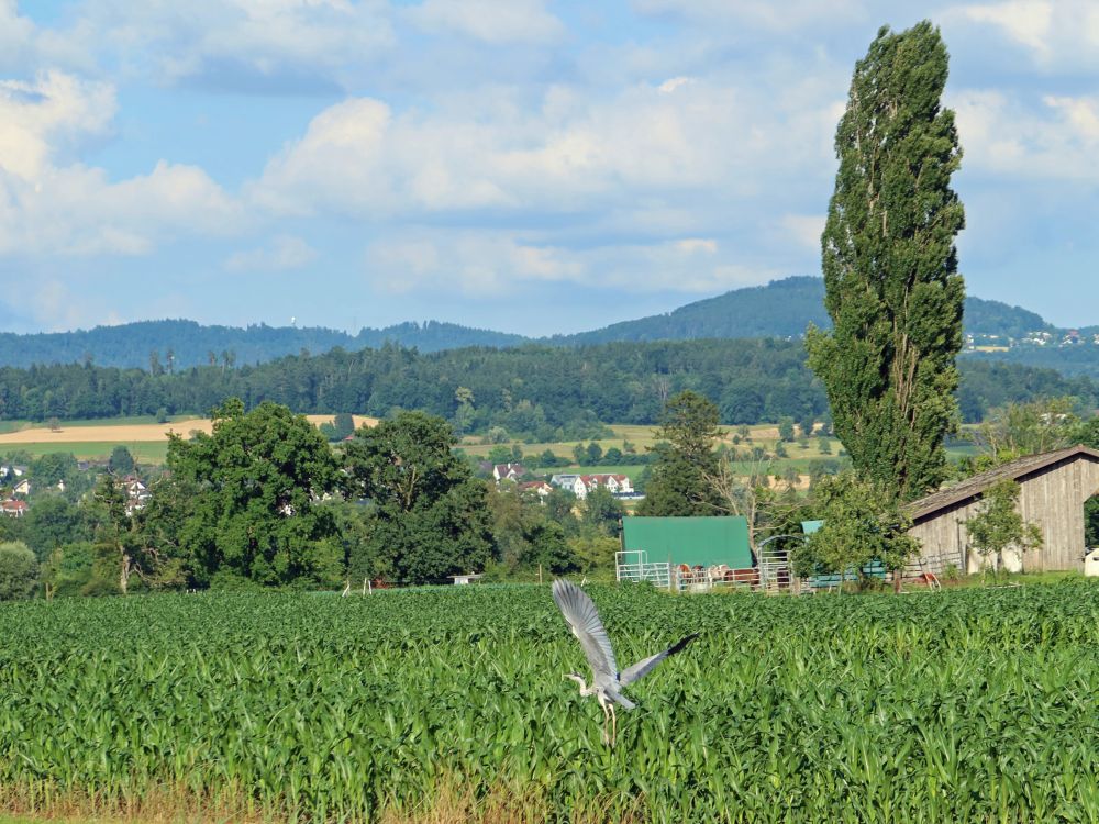 fliegender Reiher