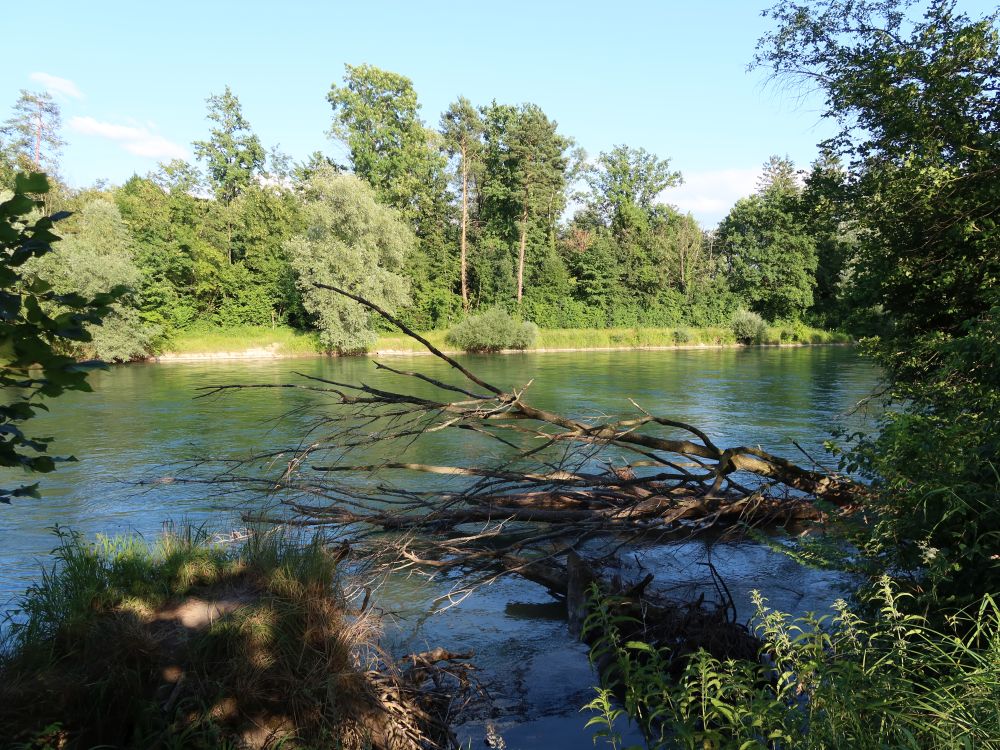 Totholz an der Reuss