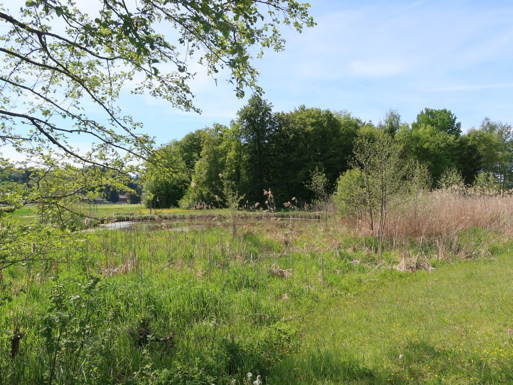 Teich am Schwarzenbach