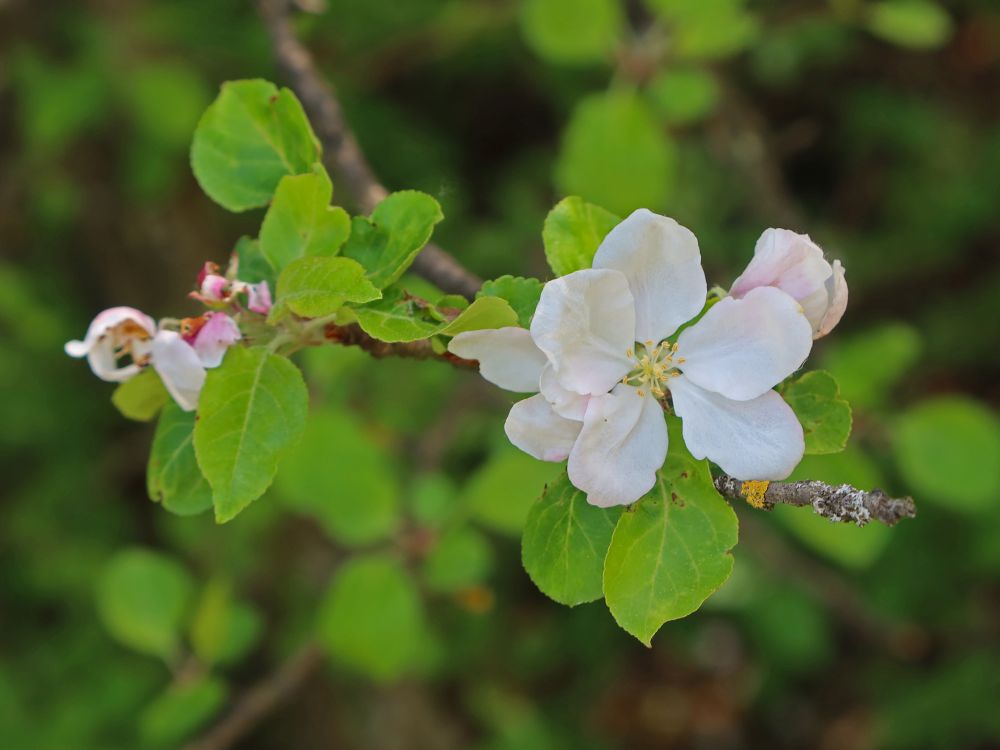 Apfelbaumblüte
