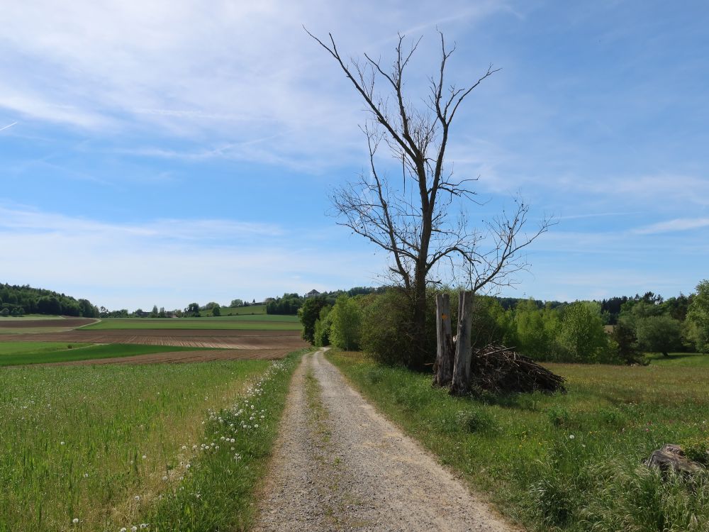 Weg bei Ebnet