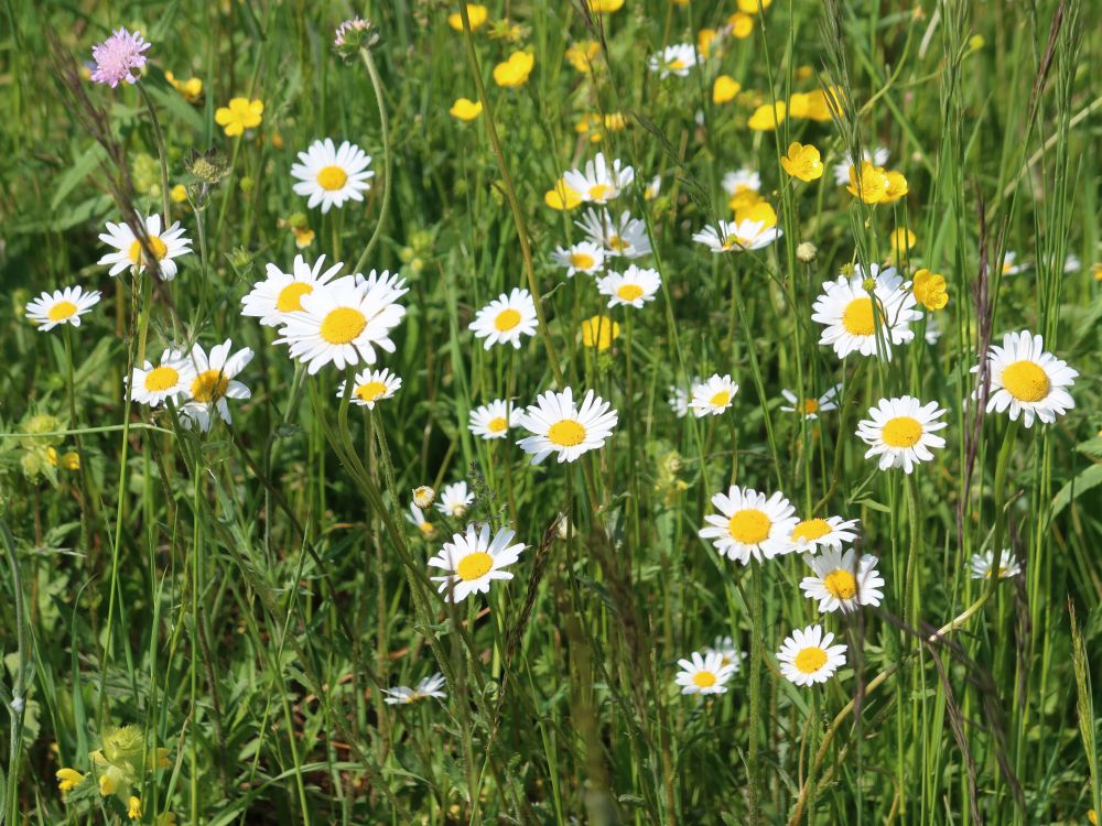 Margeriten