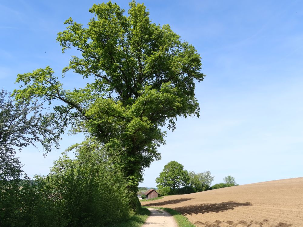 Baum am Tobelweg