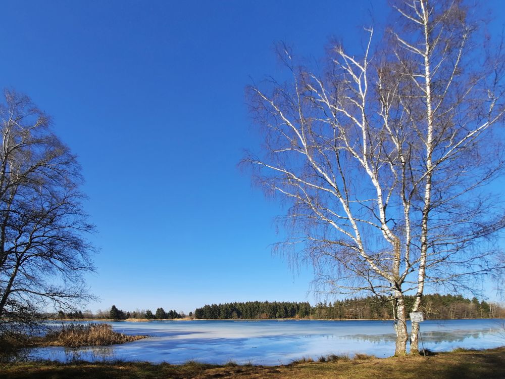 Riedseeufer am Seeweg